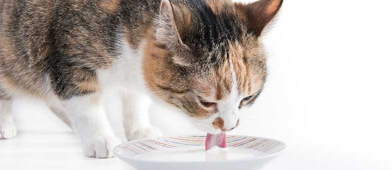 Dürfen Katzen Milch trinken? | tierisch wohnen