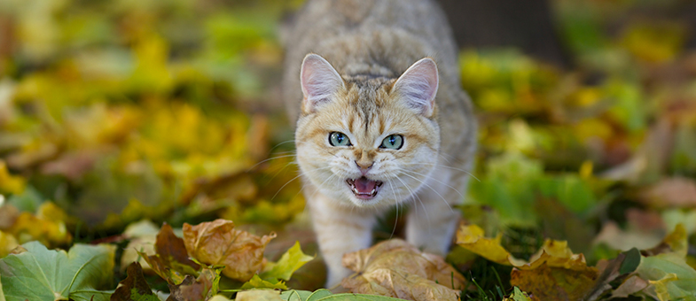 Eine hell getigerte Katze läuft durch Laub und faucht.