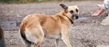 Ein verängstigter Straßenhund weicht zurück. 