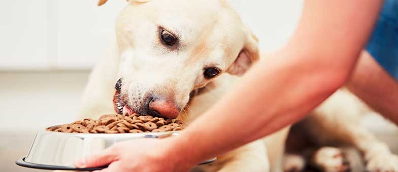 Hilfe Mein Hund Schlingt Tierisch Wohnen