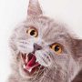 Katze faucht