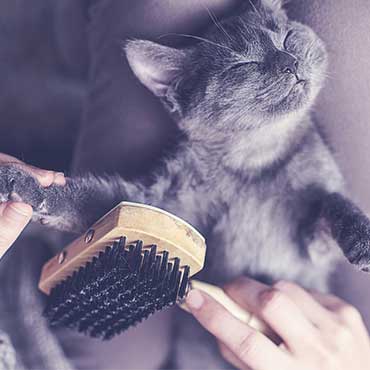 Top 5 Katzen Die Wenig Haaren Tierisch Wohnen