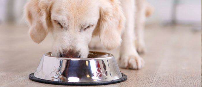 Nass- oder Trockenfutter: Was ist besser für Hunde? - Nass ODer Trockenfutter 700x303