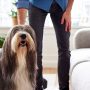 Sofa von Hundehaaren befreien