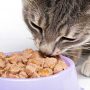 Nass- oder Trockenfutter besser für die Katze