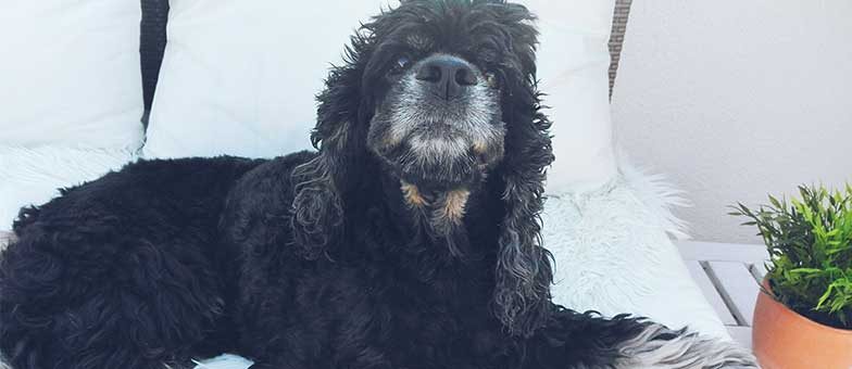 Hund in der Hitze helfen