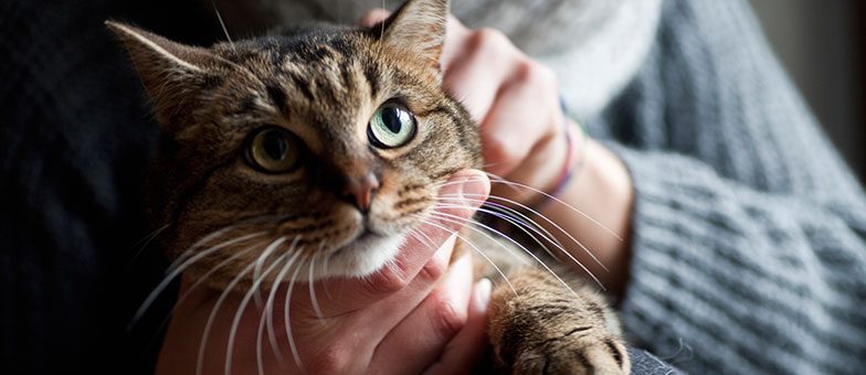 Katze auf Schoss