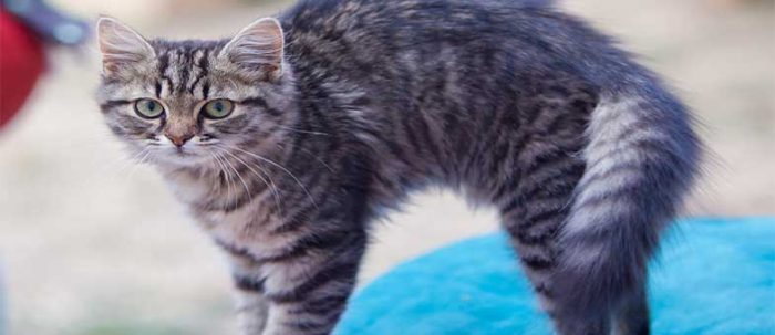 Was der Katzenbuckel bedeutet tierisch wohnen