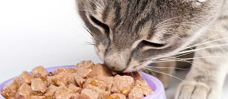Nass- oder Trockenfutter für die Katze