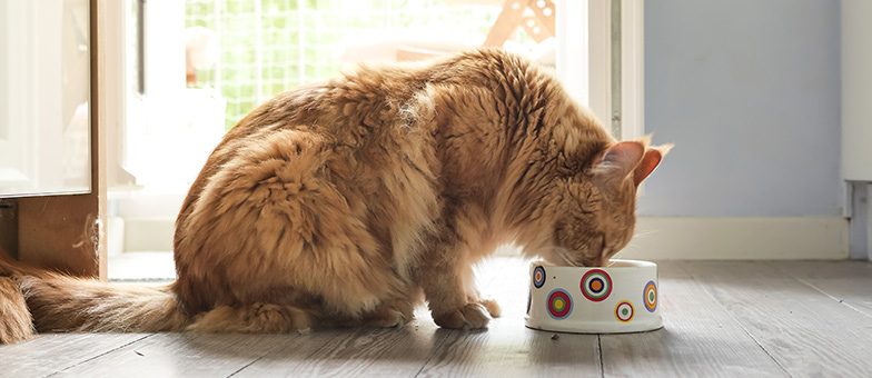 Woran erkennst du gutes Katzenfutter