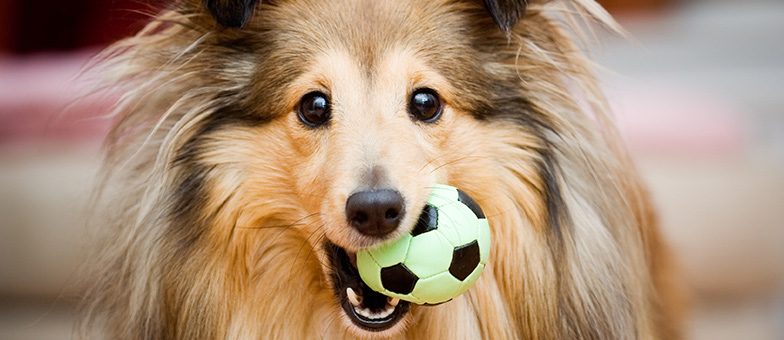 intelligentes Hundespielzeug