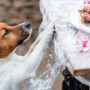 Grillen mit Hund kann gefährlich sein.