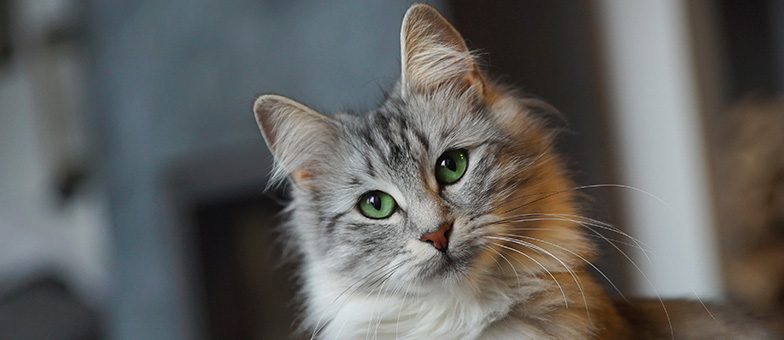 Fell der norwegischen Waldkatze richtig pflegen