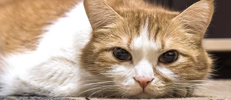 Depressionen bei Katzen erkennen