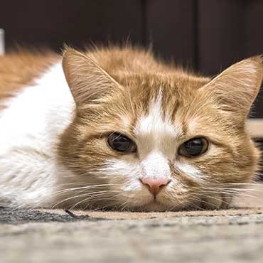 Depressionen Bei Katzen Erkennen Tierisch Wohnen