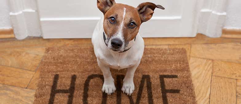 Gefahren mit Hunden in der Wohnung