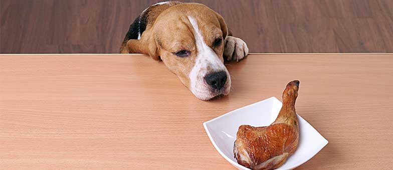 Grillen mit Hund