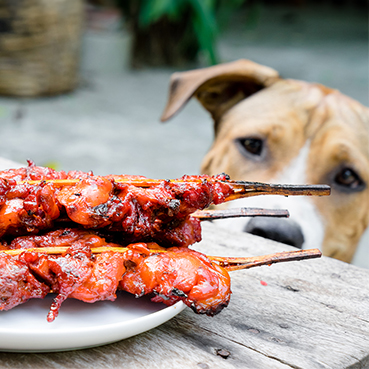 Hund schaut auf Grillreste auf Tisch