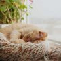 Wie viel Schlaf brauchen Katzen?