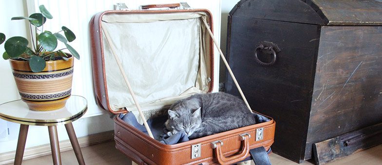 Katzenbett aus Koffer basteln