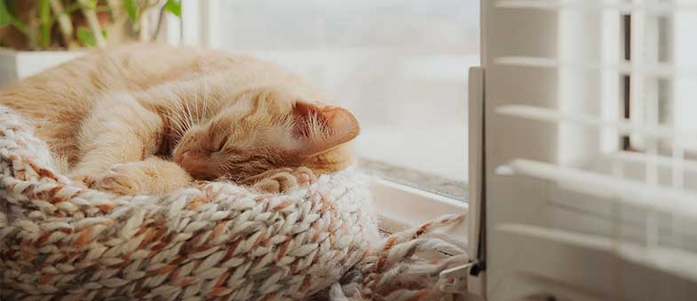 Schläfrige Katzen