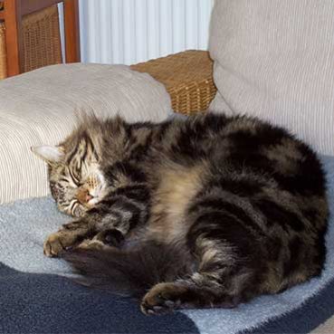 Katze nach Zecken absuchen