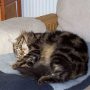 Katze nach Zecken absuchen