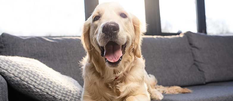 witzige Hunde auf Instagram