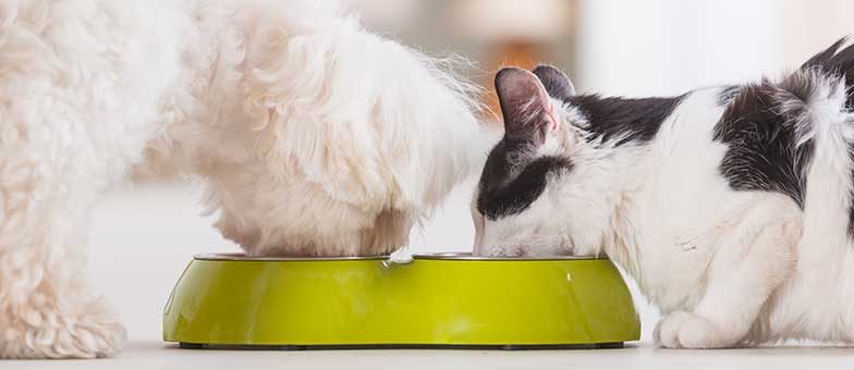 Dürfen Katzen auch Hundefutter fressen