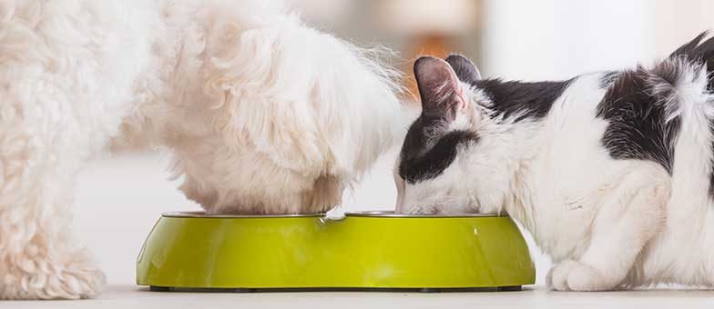 Dürfen Katzen Hundefutter Fressen Tierisch Wohnen