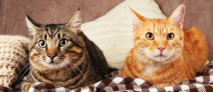 Katze oder Kater – Was passt besser? | tierisch wohnen