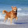 Hund spielt im Wasser