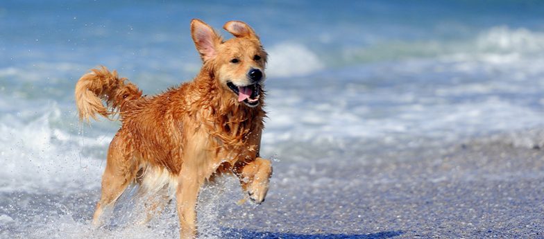 Hund ans Wasser gewöhnen