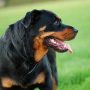 Ein Hund steht auf einer Graswiese.