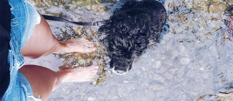 Hund ans Wasser gewöhnen