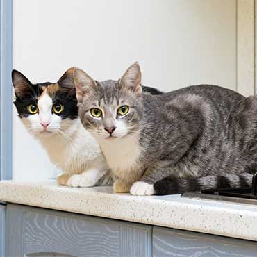 Katze Von Der Kuchenzeile Fernhalten Tierisch Wohen