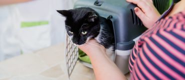 Schwarze Katze guckt aus einer Transportbox und hechelt.