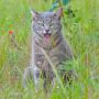 Eine graue Katze sitzt auf einer grünen Wiese mit offenem Mund, die Zunge ist sichtbar. Die Katze hechelt.