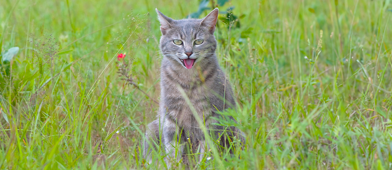 Eine graue Katze sitzt auf einer grünen Wiese mit offenem Mund, die Zunge ist sichtbar. Die Katze hechelt.