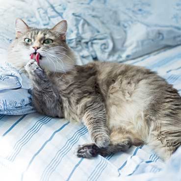 Katze verfilztes fell entfernen - Alle Favoriten unter den analysierten Katze verfilztes fell entfernen