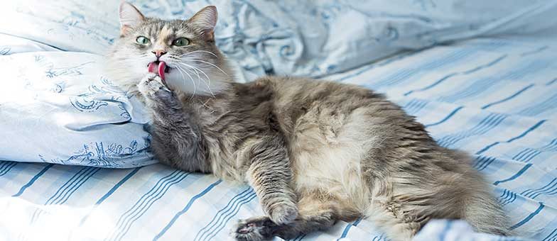 Katzenhaare entfernen