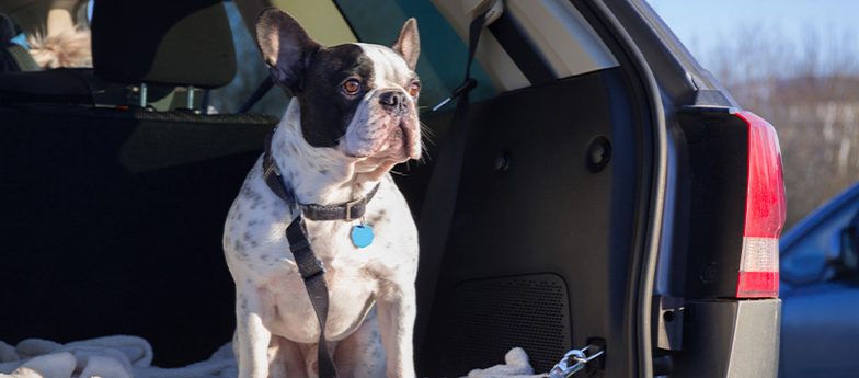 Hund sitzt im Auto