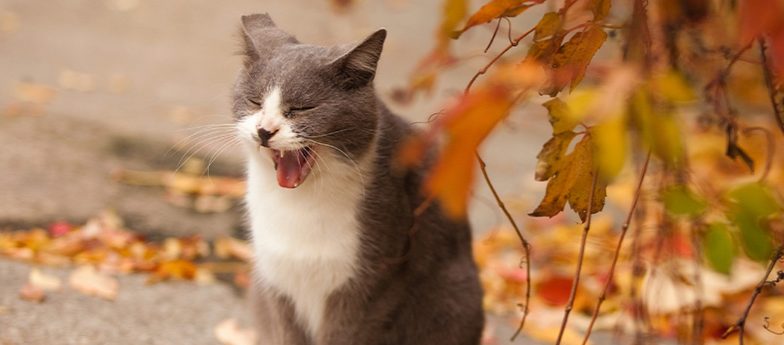 Katze gähnt und im Hintergrund sieht man eine herbstliche Landschaft