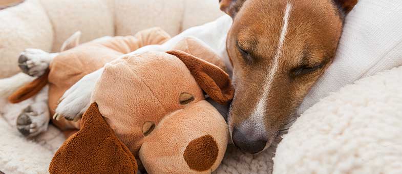 Hilfe, mein Hund will nicht kuscheln! tierisch wohnen