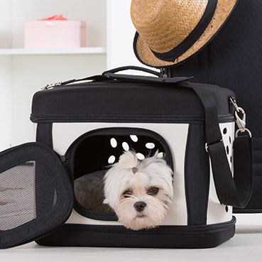Die Richtige Transportbox Fur Deinen Hund I Tierisch Wohnen