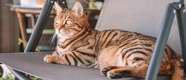 Katze sitzt auf dem Balkon