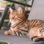 Katze sitzt auf dem Balkon