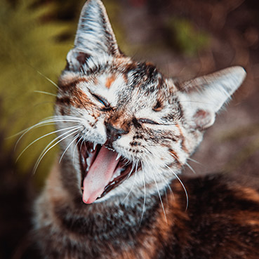 Kastrierte Katze Miaut Ständig