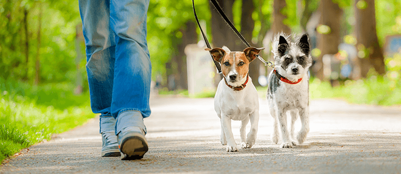 Wie oft ich mit meinem Hund gehen? - tierisch wohnen