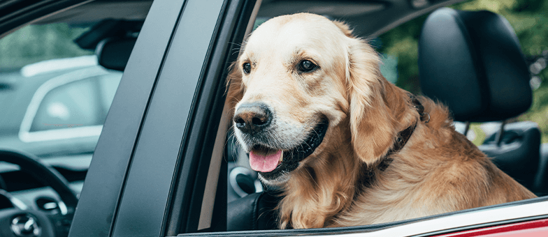 Hund schaut aus dem Autofenster